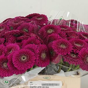 Gerbera Pomp Japio 50 cm – produkt Uviažto