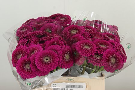 Gerbera Pomp Japio 50 cm – produkt Uviažto