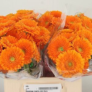 Gerbera Pomp Fanta 50 cm – produkt Uviažto