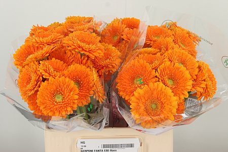 Gerbera Pomp Fanta 50 cm – produkt Uviažto