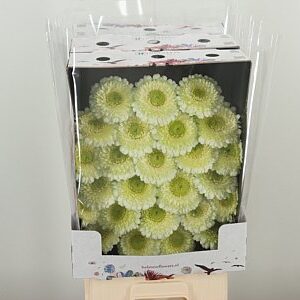 Gerbera Pomponi Kermit 2.0 50 cm – produkt Uviažto