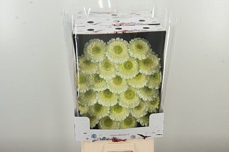 Gerbera Pomponi Kermit 2.0 50 cm – produkt Uviažto