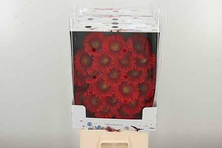 Gerbera Ketchup 50 cm Gerbera Ketchup 50 cm – produkt Uviažto