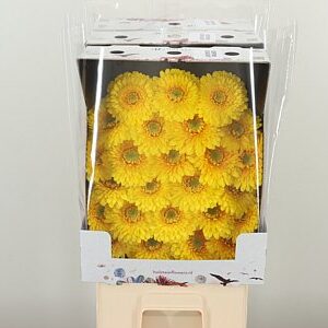 Gerbera Pomponi Sunlight 50 cm – produkt Uviažto