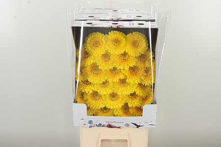 Gerbera Pomponi Sunlight 50 cm – produkt Uviažto