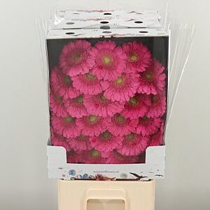 Gerbera Bono 50 cm – produkt Uviažto