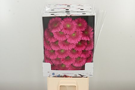 Gerbera Bono 50 cm – produkt Uviažto