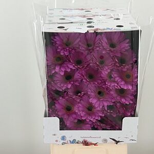 Gerbera Lois 50 cm – produkt Uviažto