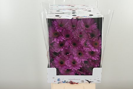 Gerbera Lois 50 cm Gerbera Lois 50 cm – produkt Uviažto