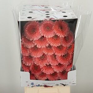 Gerbera Pomponi Jive 50 cm – produkt Uviažto