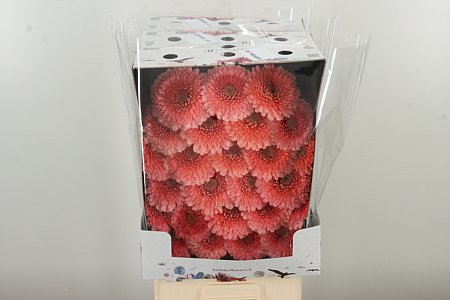 Gerbera Pomponi Jive 50 cm – produkt Uviažto
