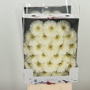 Gerbera Pomponi Blanco 50 cm – produkt Uviažto