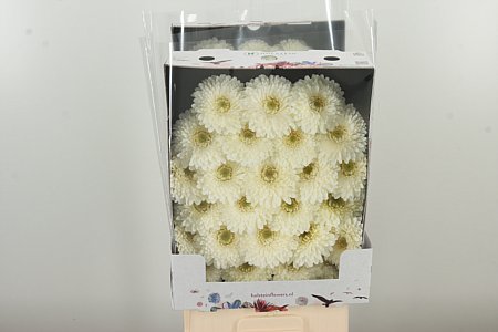 Gerbera Pomponi Blanco 50 cm – produkt Uviažto