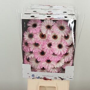 Gerbera Lollipop 50 cm – produkt Uviažto