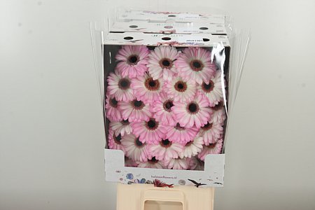Gerbera Lollipop 50 cm Gerbera Lollipop 50 cm – produkt Uviažto