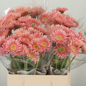 Gerbera Micro Isa 50 cm – produkt Uviažto