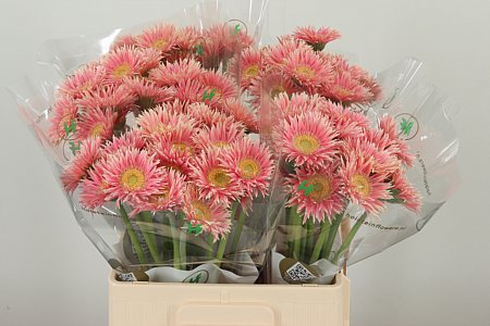 Gerbera Micro Isa 50 cm Gerbera Micro Isa 50 cm – produkt Uviažto