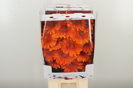 Gerbera Eureka 50 cm Gerbera Eureka 50 cm – produkt Uviažto