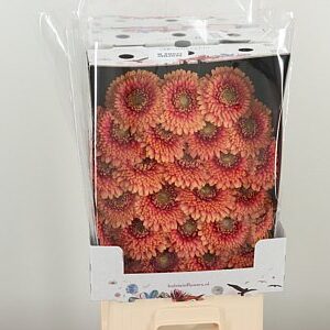 Gerbera Pomponi Zenna M 50 cm – produkt Uviažto