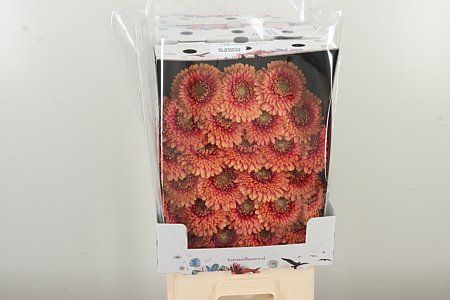 Gerbera Pomponi Zenna M 50 cm – produkt Uviažto
