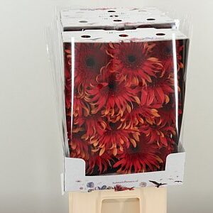 Gerbera Pasta Foxy 50 cm – produkt Uviažto