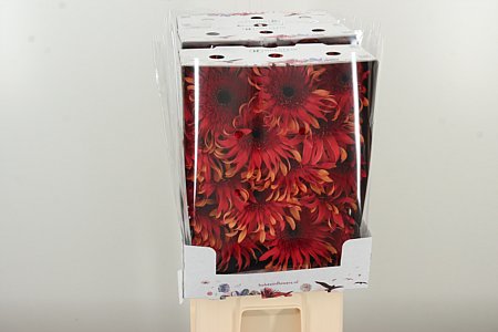 Gerbera Pasta Foxy 50 cm – produkt Uviažto