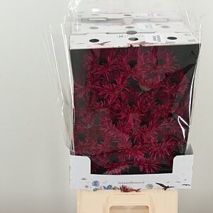 Gerbera Spider Spinner 50 cm – produkt Uviažto