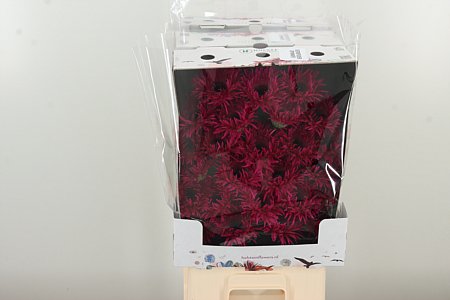 Gerbera Spider Spinner 50 cm – produkt Uviažto