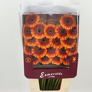 Gerbera Wakita 45 cm – produkt Uviažto