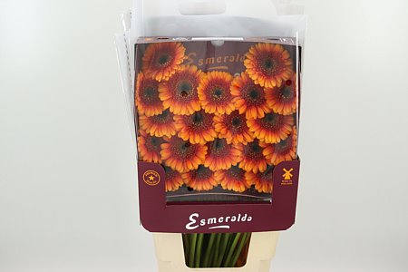 Gerbera Wakita 45 cm Gerbera Wakita 45 cm – produkt Uviažto