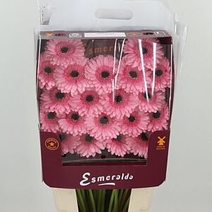 Gerbera Petticoat 45 cm – produkt Uviažto