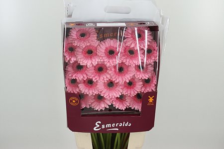 Gerbera Petticoat 45 cm – produkt Uviažto