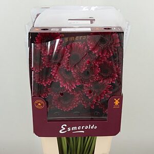 Gerbera Sandero 45 cm – produkt Uviažto