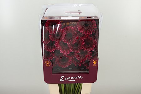 Gerbera Sandero 45 cm – produkt Uviažto