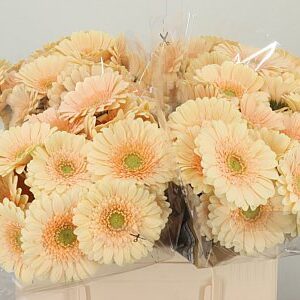 Gerbera Moet 50 cm – produkt Uviažto