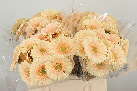 Gerbera Moet 50 cm Gerbera Moet 50 cm – produkt Uviažto