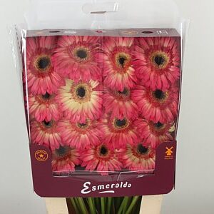 Gerbera Hippie Chic 45 cm – produkt Uviažto