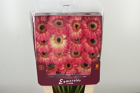 Gerbera Hippie Chic 45 cm Gerbera Hippie Chic 45 cm – produkt Uviažto