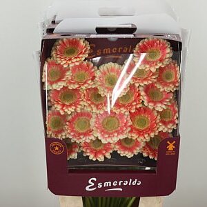 Gerbera Tompouce 45 cm – produkt Uviažto