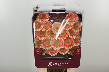 Gerbera Tompouce 45 cm – produkt Uviažto