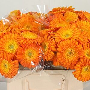 Gerbera Gizela 50 cm – produkt Uviažto