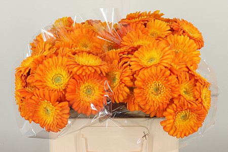 Gerbera Gizela 50 cm Gerbera Gizela 50 cm – produkt Uviažto