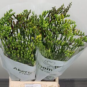 Frézia Mixed 50 cm – produkt Uviažto
