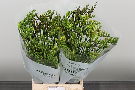 Frézia Mixed 50 cm Frézia Mixed 50 cm – produkt Uviažto