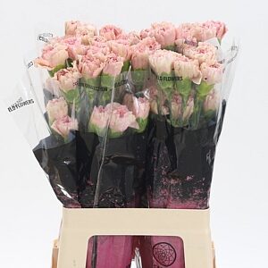 Dianthus Creola 70 cm – produkt Uviažto