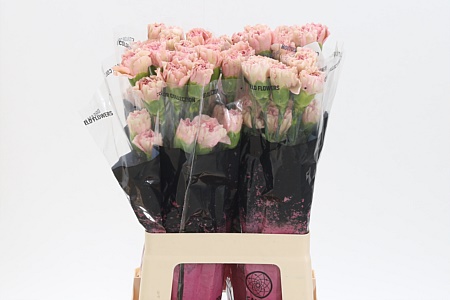 Dianthus Creola 70 cm Dianthus Creola 70 cm – produkt Uviažto