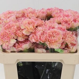 Dianthus Gioa 55 cm – produkt Uviažto