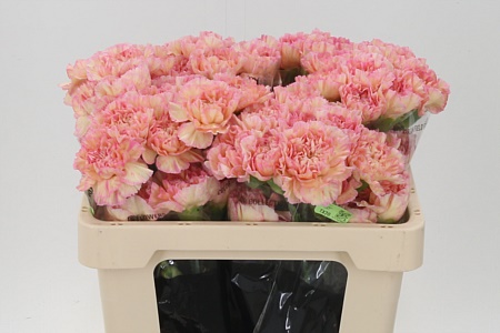 Dianthus Gioa 55 cm Dianthus Gioa 55 cm – produkt Uviažto