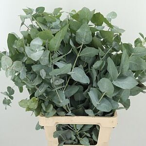 Cynerea 70 cm – produkt Uviažto