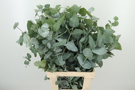 Cynerea 70 cm Cynerea 70 cm – produkt Uviažto